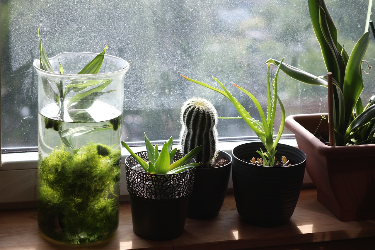 Pestovanie Aloe Vera a sila biodynamickho hospodrstva | DAY Spa Shop